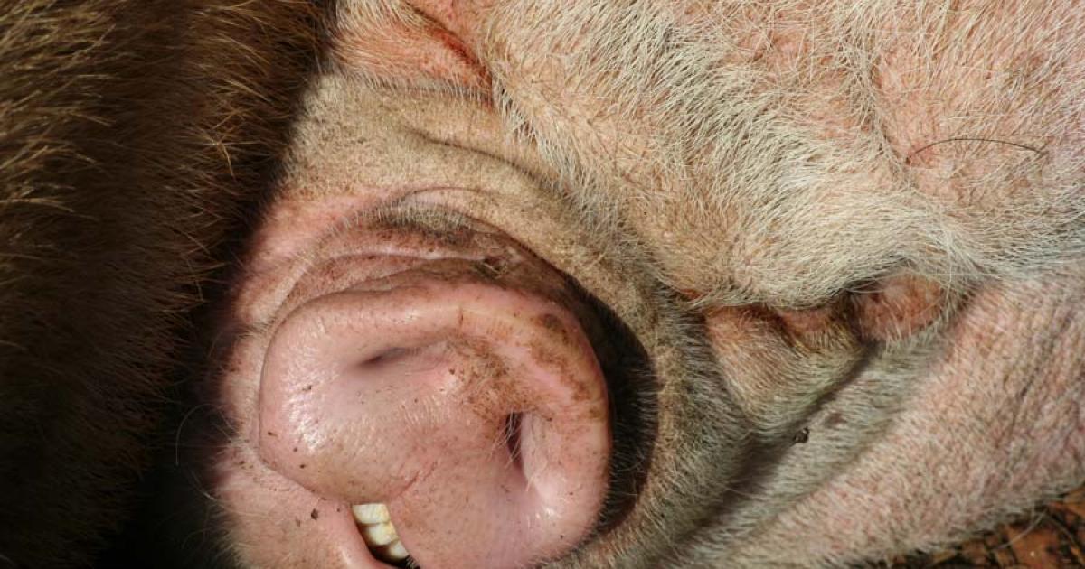 George Spencer was hanged in 1642 for allegedly fathering an ugly pig. Source: Jo / Adobe Stock