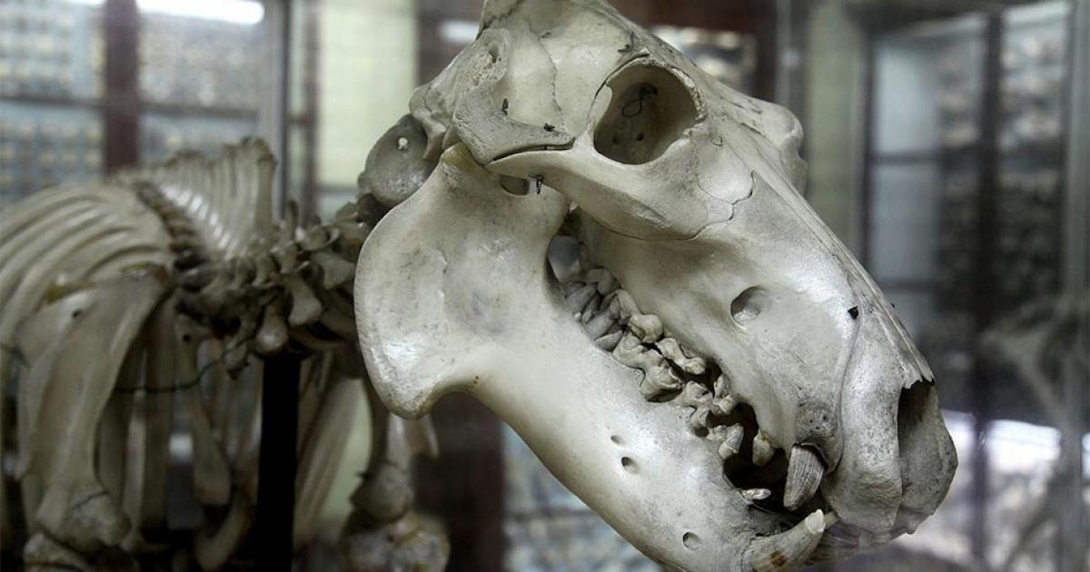 Ghar Dalam – Malta’s Unexplained Cave of Bones