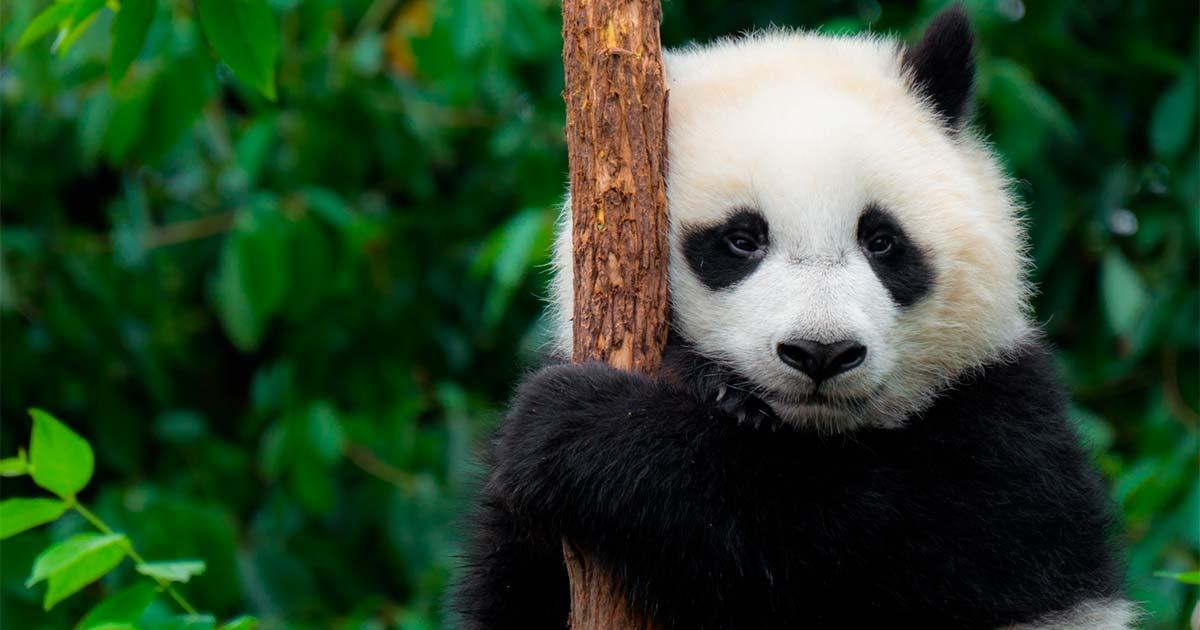 Giant panda cub in a tree in China. Source: Yoreh / Adobe Stock.