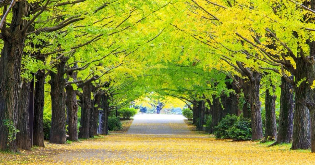 Scientists Crack Secrets of Ginkgo Trees’ Near-Immortality 