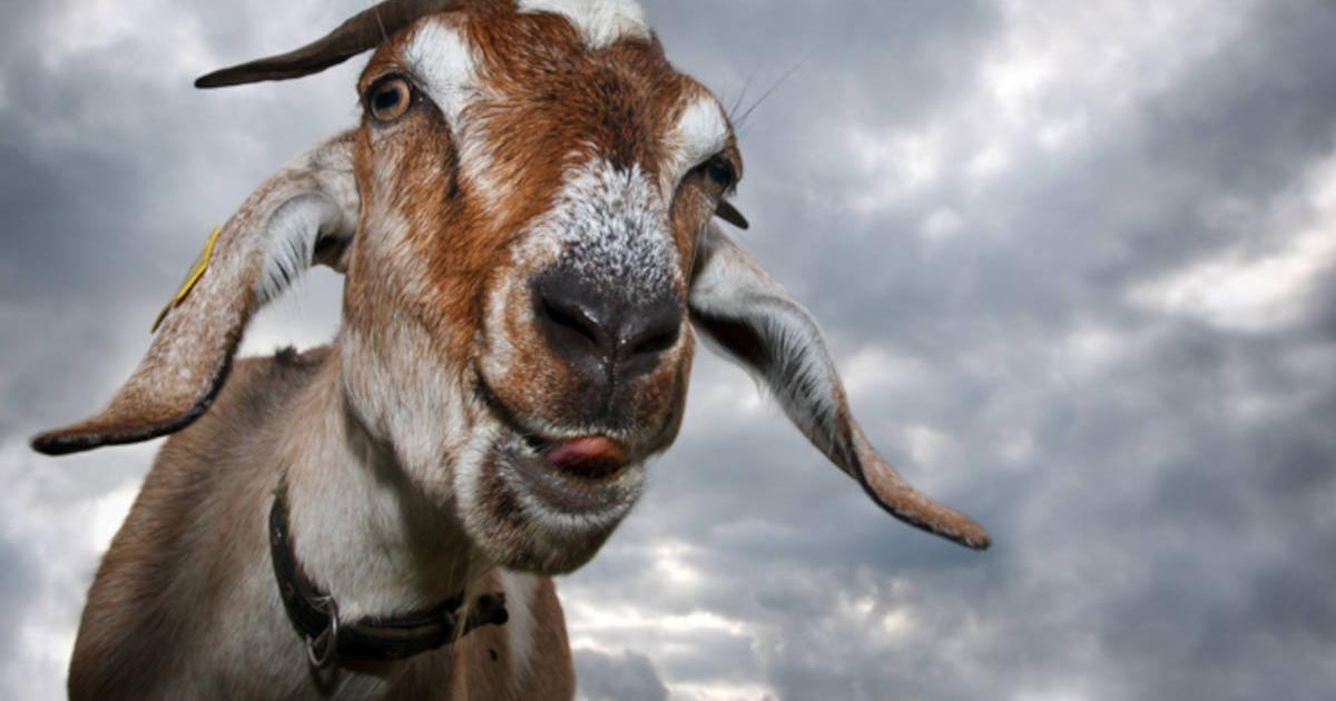 Goat’s face with tongue out, ready to torture!