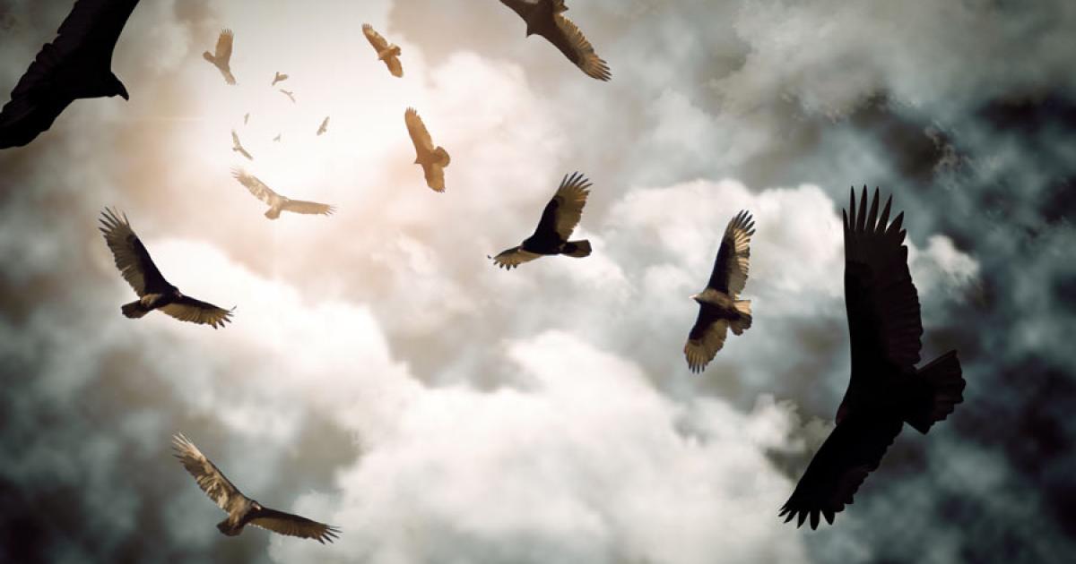 Stephen Childs theorizes that Gobekli Tepe was once a site for dramatic funerals and corpse exposure, where vultures and carnivores circled awaiting to play their part. Source: Ezume Images / Adobe Stock 