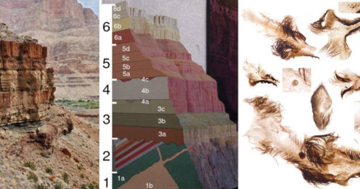 Left, Grand Canyon, Center, Diagram of layering, Right, anient animals retrieved.