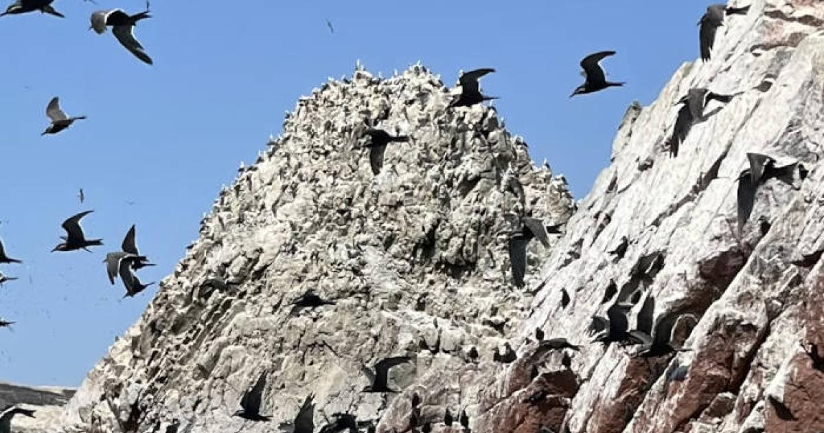 Island covered in guano produced by seabirds.