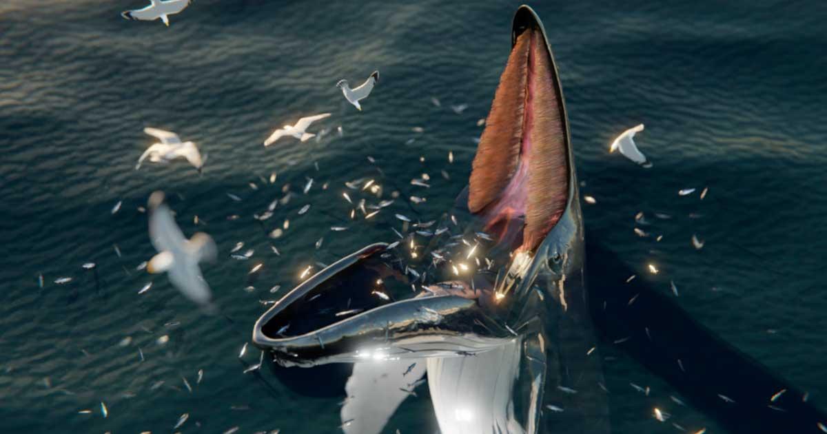 Digital representation of a trap-feeding humpback, thought to be the phenomenon explaining Hafgufa and other sea monsters. Source: J. McCarthy/Marine Mammal Science