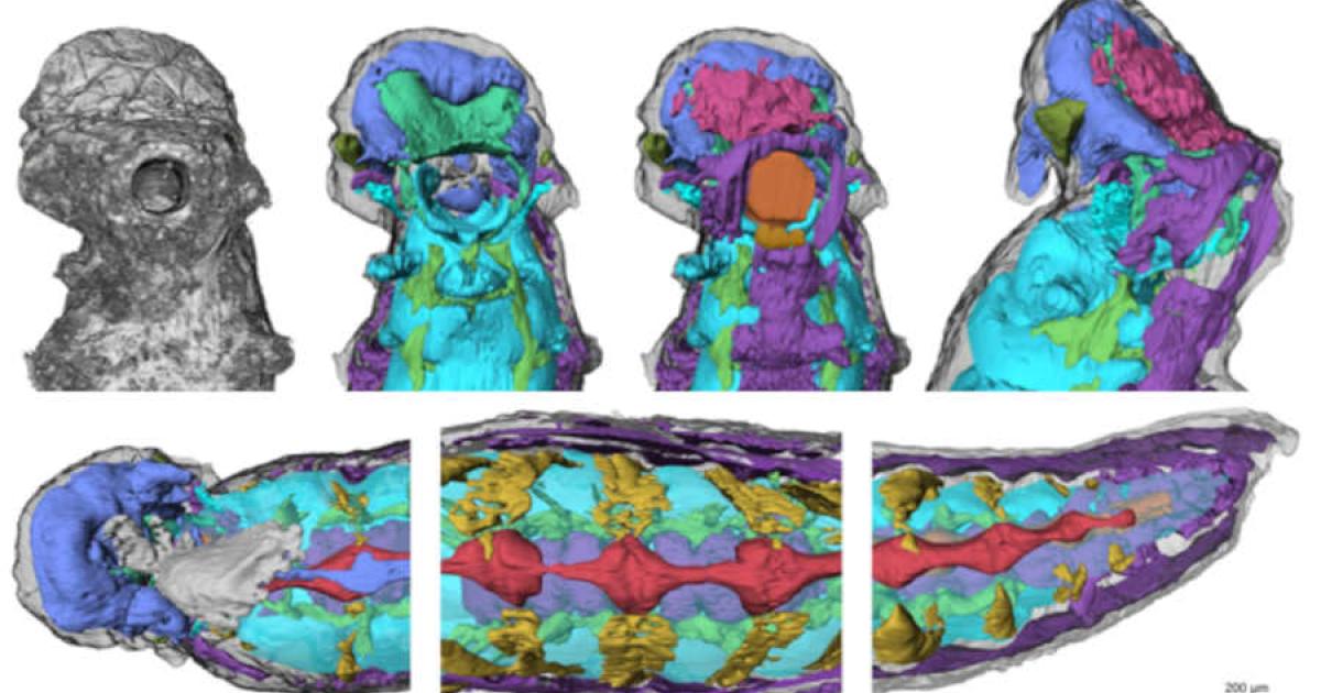 Half-Billion-Year-Old Fossil Still Has Brain and Guts Preserved! 