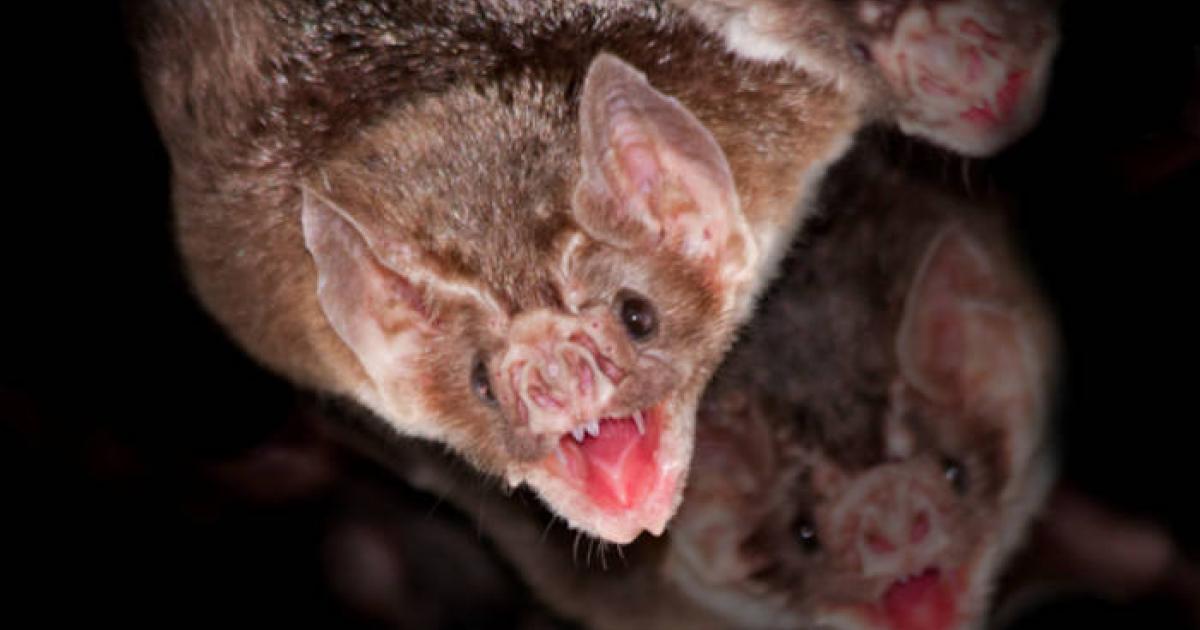 Vampire bats