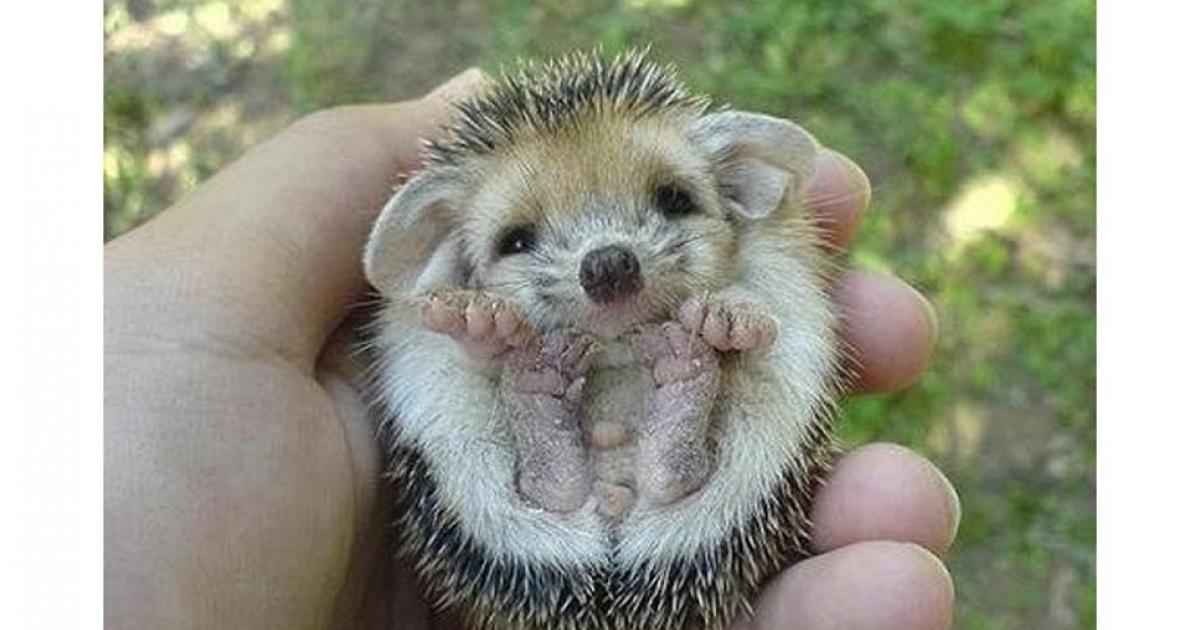A baby hedgehog 