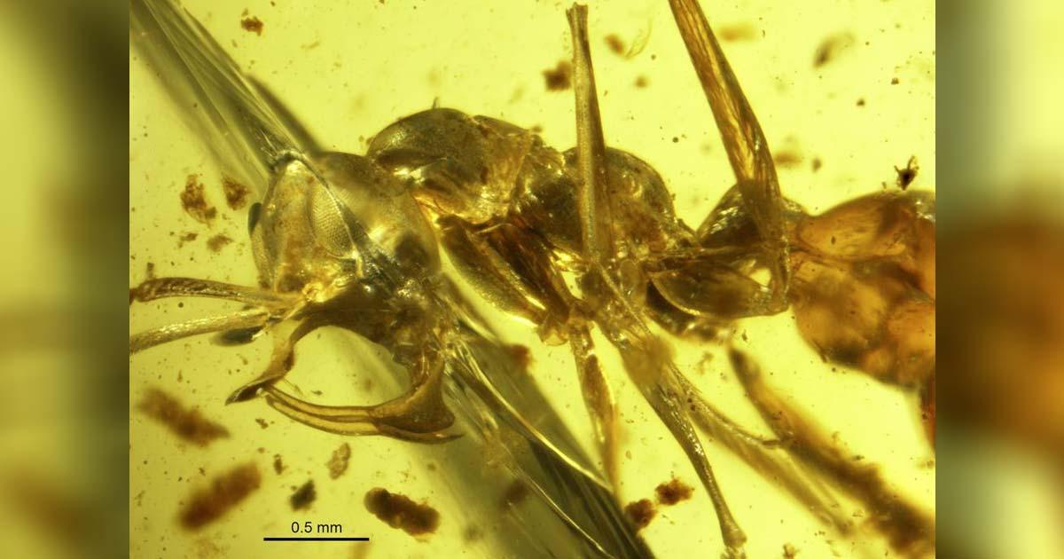 Photo of “Hell Ant” in amber. Profile view of a Linguamyrmex vladi worker head. Paleontology Department of the American Museum of Natural History, United States. 