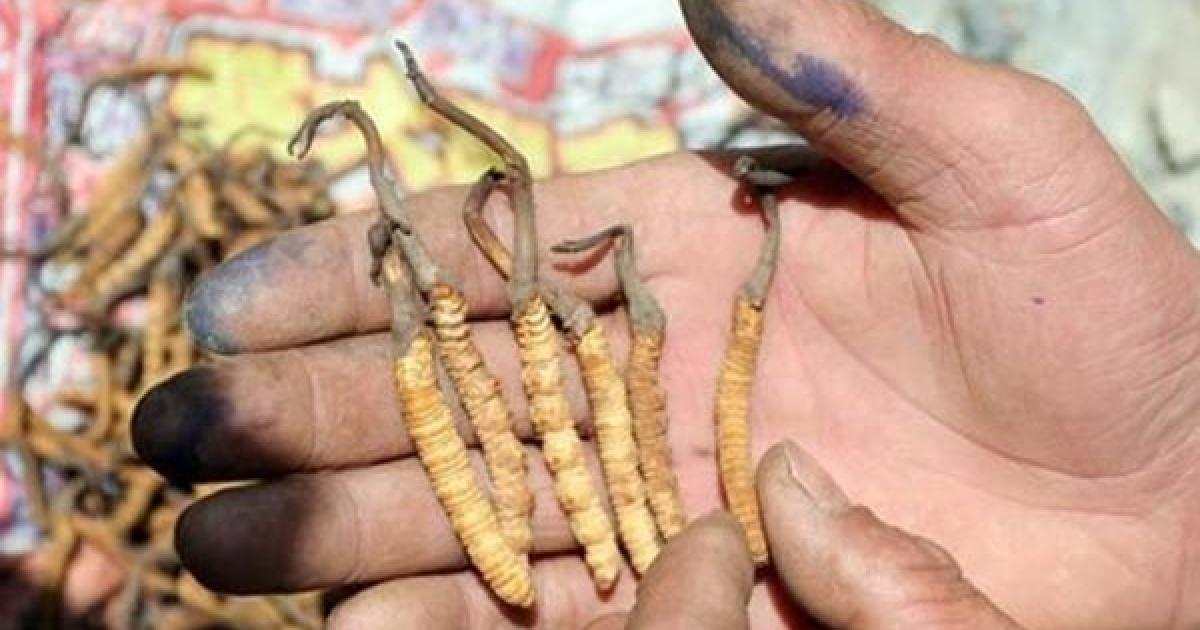 Himalayan ‘Viagra' - caterpillar fungus