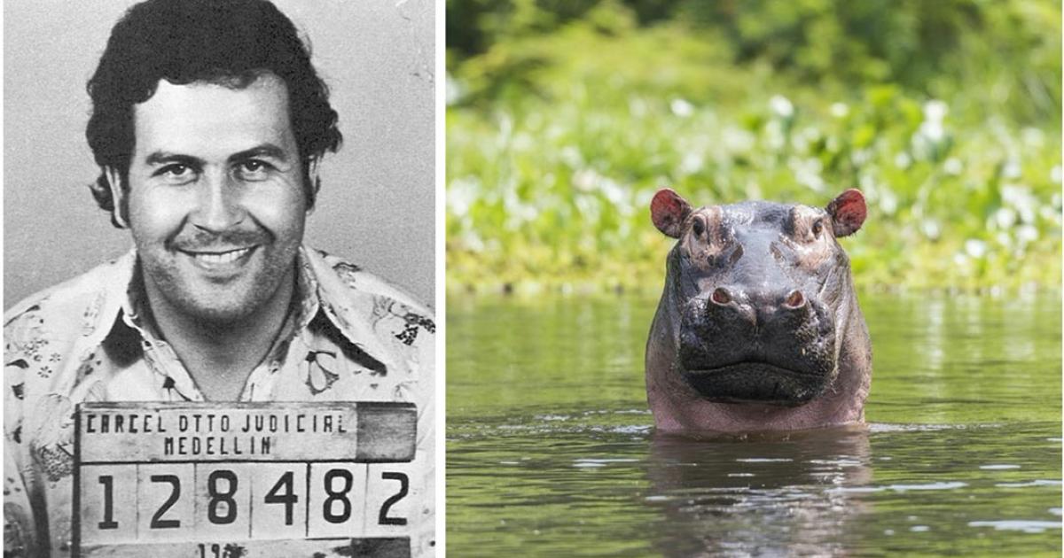 Study from international team of researchers shows introduced hippos in Colombia can restore a lost world. Left: Mugshot of Pablo Escobar. Right: A representation of hippo in a river. Source: Left; Colombian National Police / Public domain, Right; Carl / Adobe stock