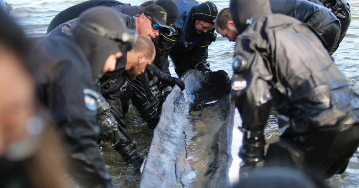 The 1200-year-old Wisconsin dugout canoe as it was lifted out of Lake Mendota this week.		Source: Wisconsin Historical Society