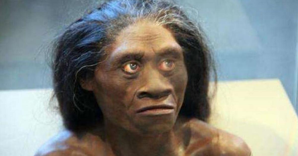 A model of a female Homo floresiensis.