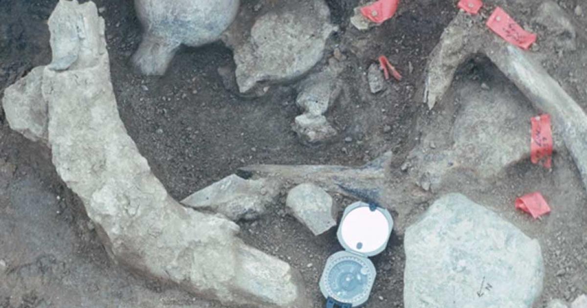 A concentration of bone and rock at the Cerutti Mastodon site in California, USA. 
