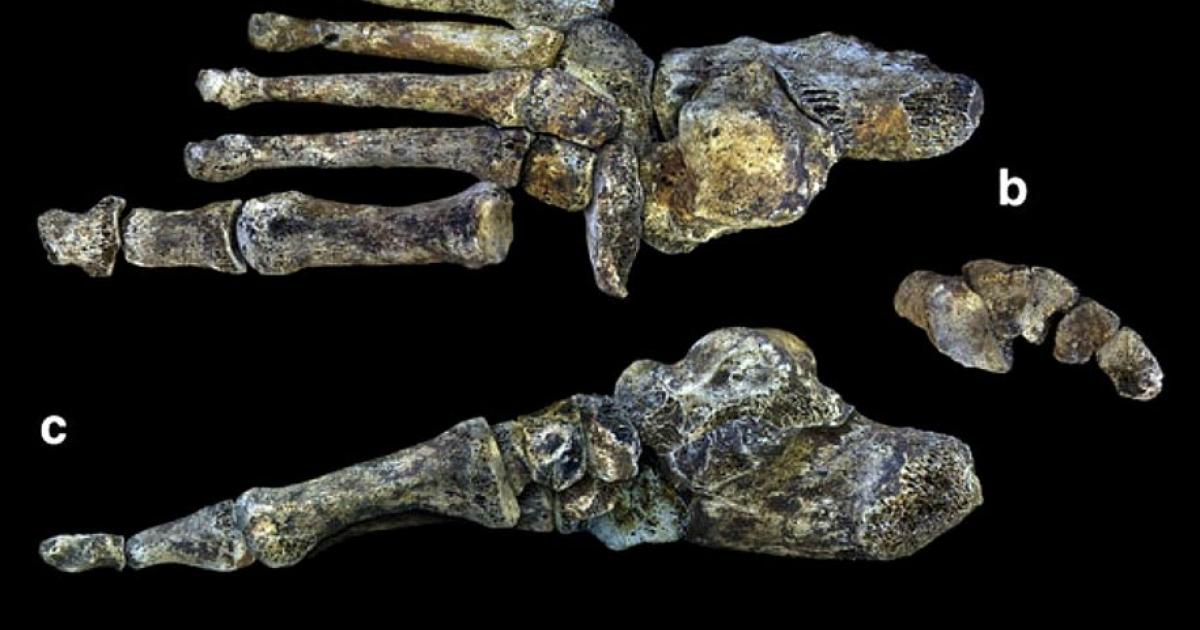 A Homo Naledi Foot (a) Dorsal view (b) Distal view of the cuneiforms and the cuboid in which the reconstruction of the transverse arc is observed (c) Middle view showing the moderate longitudinal arch. Scale in centimeters. 