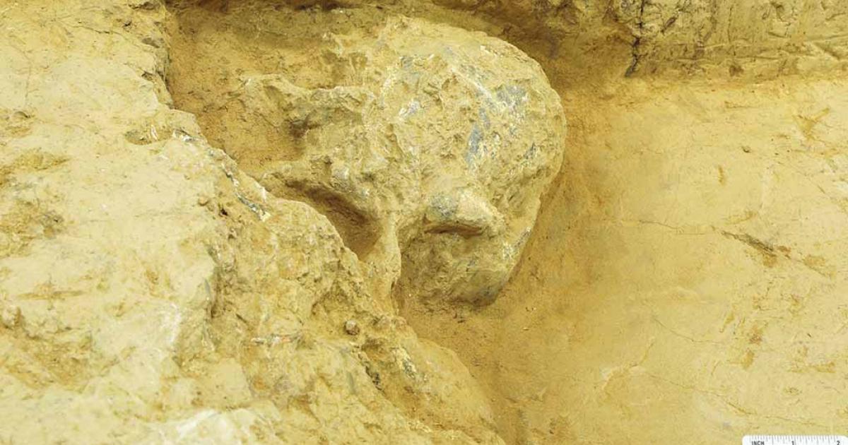 The fossil of a Homo erectus skull found in recent national civilization origin-tracing program. Source: Courtesy of the National Cultural Heritage Administration