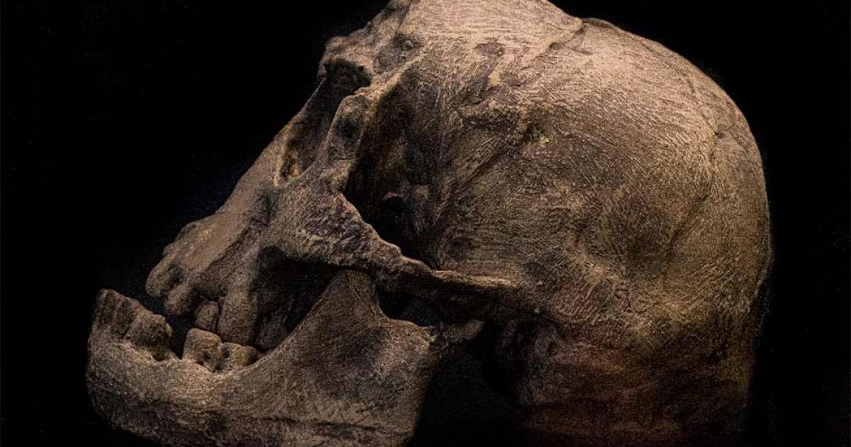 The Homo floresiensis skull discovered at the Liang Bua Cave. Source: Gerdie / Adobe Stock