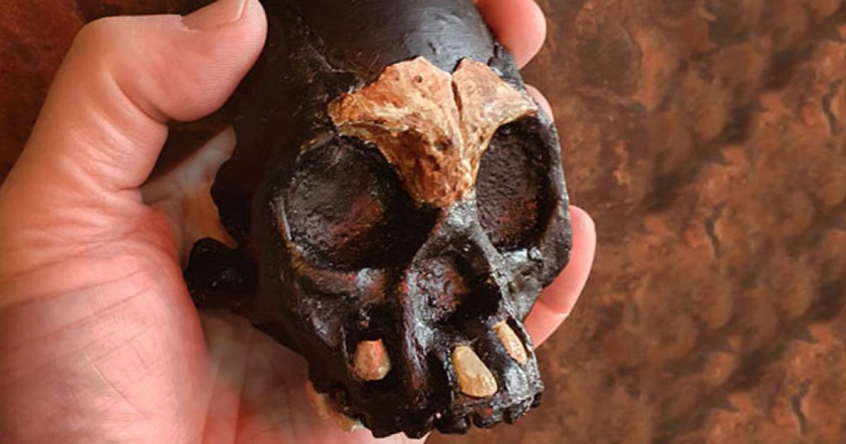 The skull of the Homo naledi child named Leti found in the lowest levels of South Africa’s Rising Star cave system.		Source: University of the Witwatersrand, Johannesburg