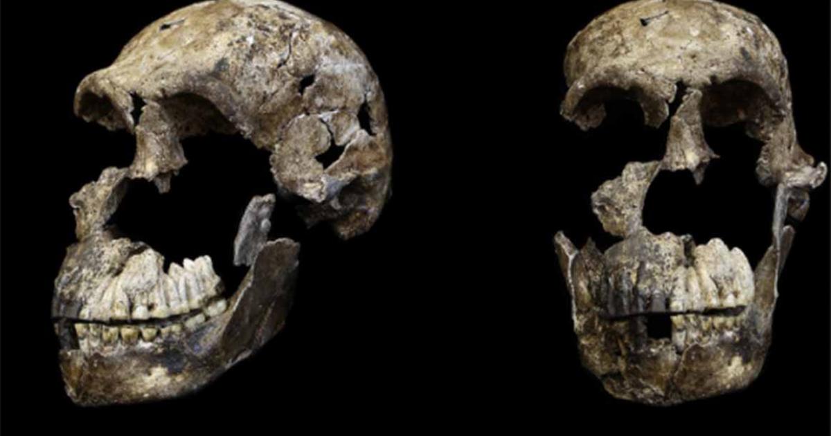 Three-quarter and frontal views of Homo neledi skull from Lesedi Chamber, South Africa. Source: Hawks, J et al/Elife Sciences