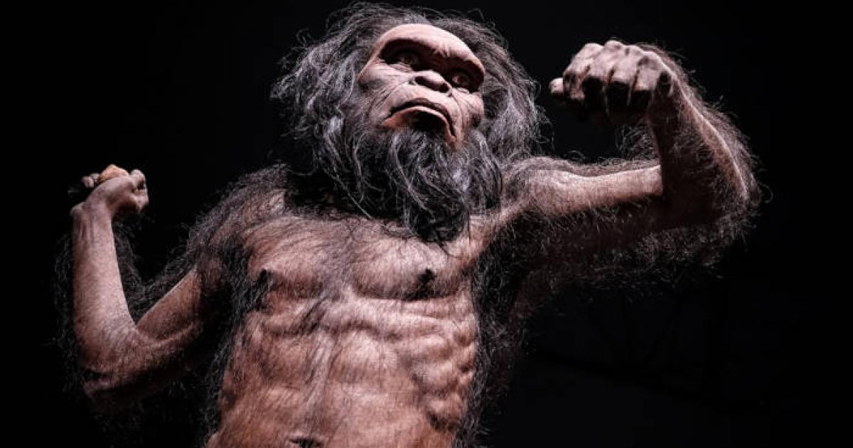 Homo habilis reconstruction from previous ideas