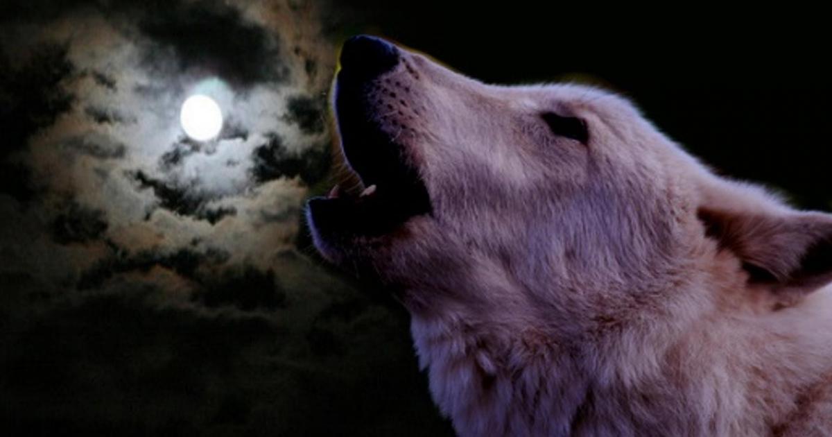 The wolf howls against the moon. 