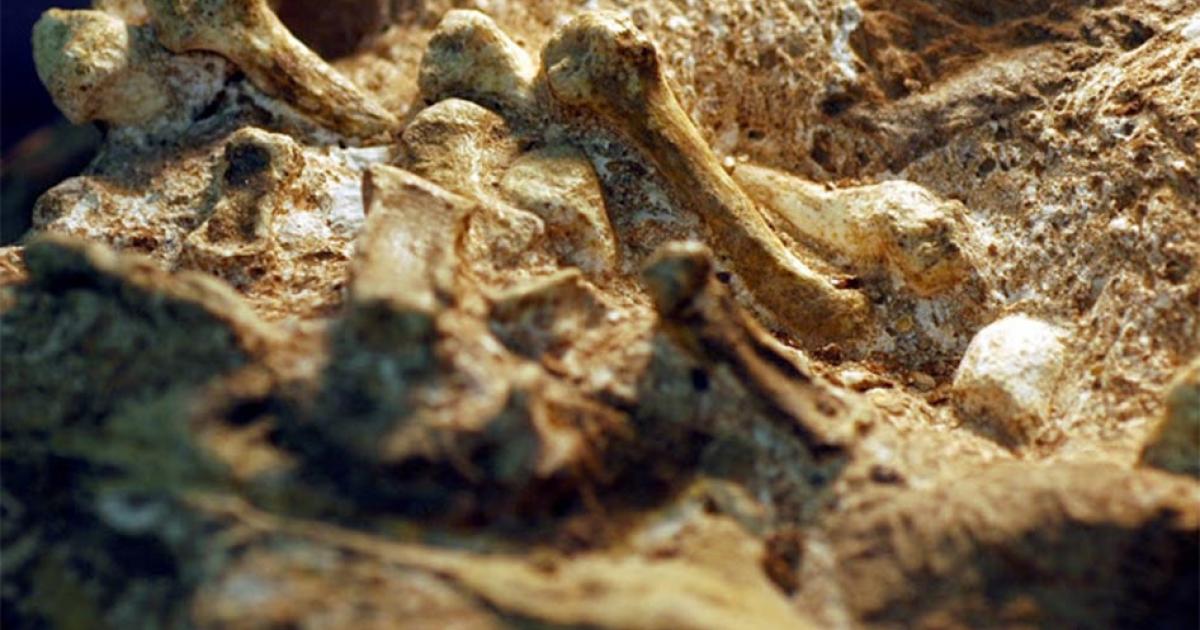 A. Sebida hand bones show this human ancestor’s grip was similar to a modern human’s.       Source: Peter Schmid, courtesy of Tracy Kivell/University of Kent