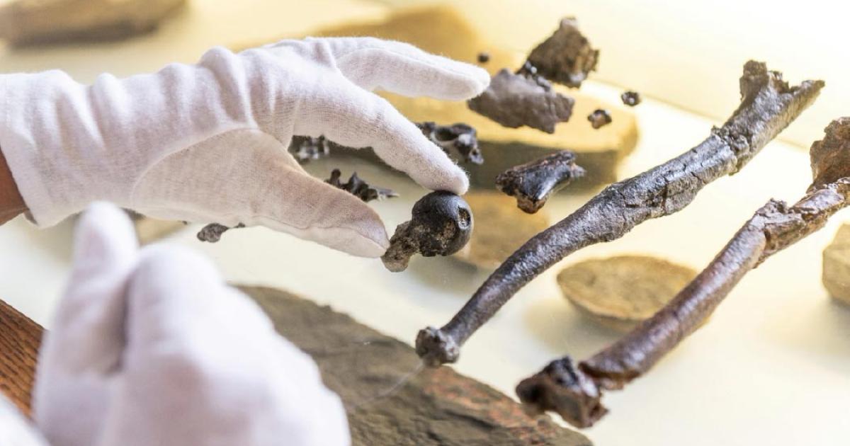 Bones from the hand of a male human ancestor Danuvius guggenmosi.	Source: Christoph Jäckle / Nature
