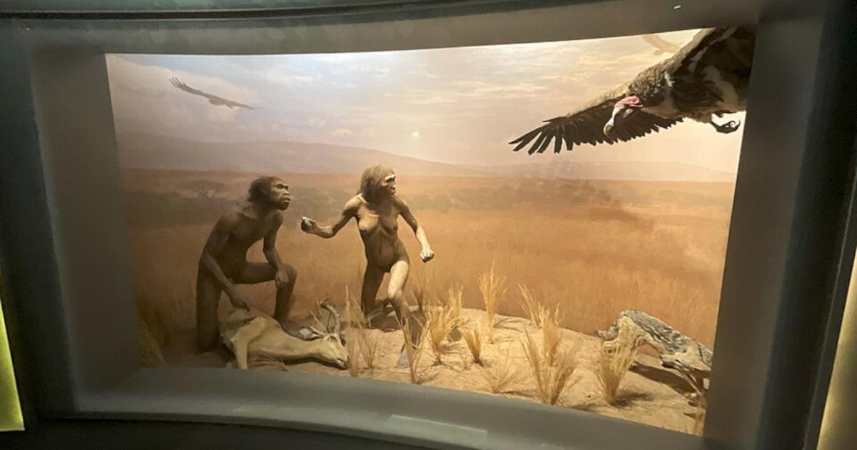 Homo ergaster Diorama at American Museum of Natural History