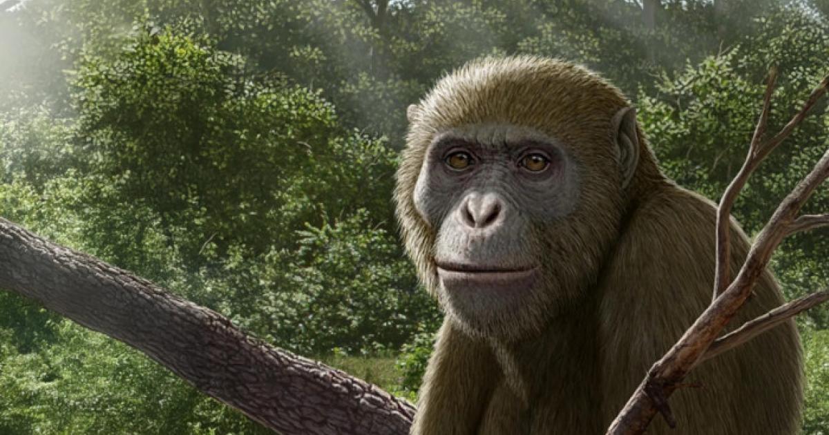 Reconstruction of Masripithecus moghraensis by Mauricio Antón