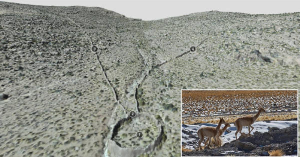 Aerial photograph revealing V-shaped chacu hunting trap structures. Inset Wild vicuna roaming.