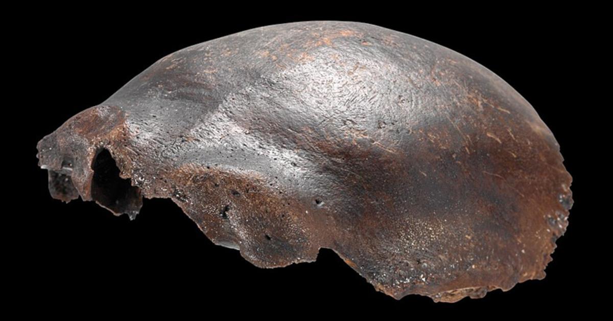 Side view of the Hahnöfersand frontal bone.