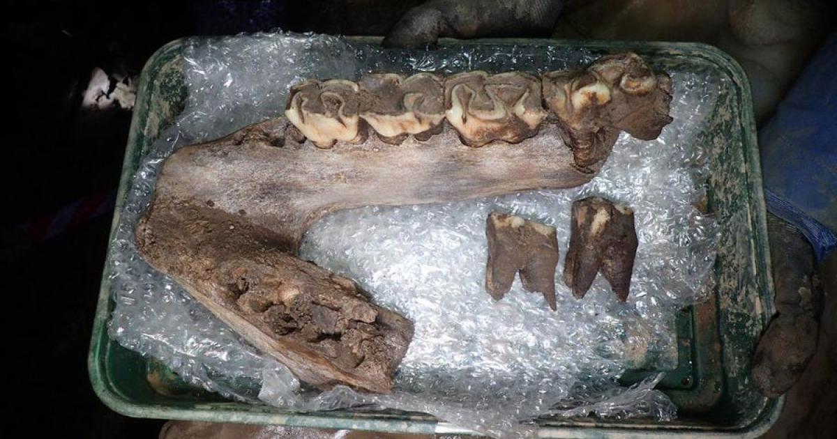 Ice Age animal bones, such as this woolly rhinoceros jaw, have been discovered in Devon. Source: AC Archaeology