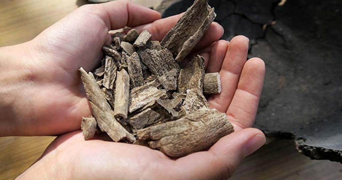 Human remains discovered during excavations of cemetery from early Iron Age in Kosiorow village, Eastern Poland. 