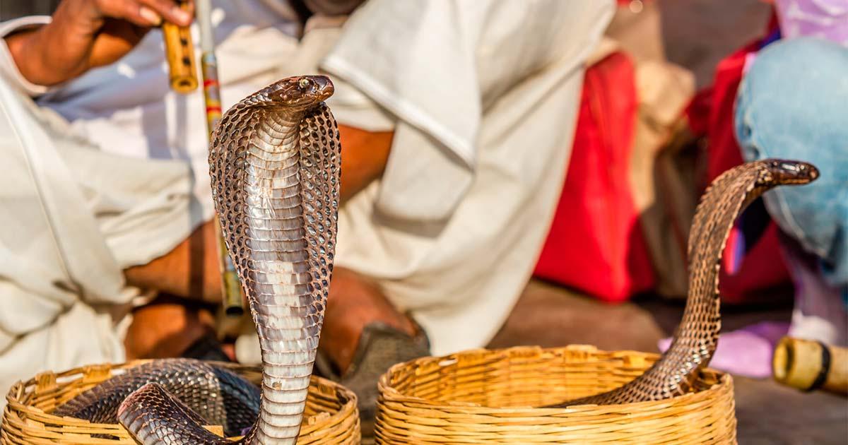 Snake charming in India. Source: nilanewsom / Adobe Stock.