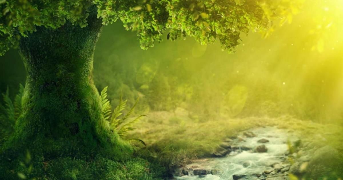 Fairy trees serve as the gateway for fairies to travel between worlds.