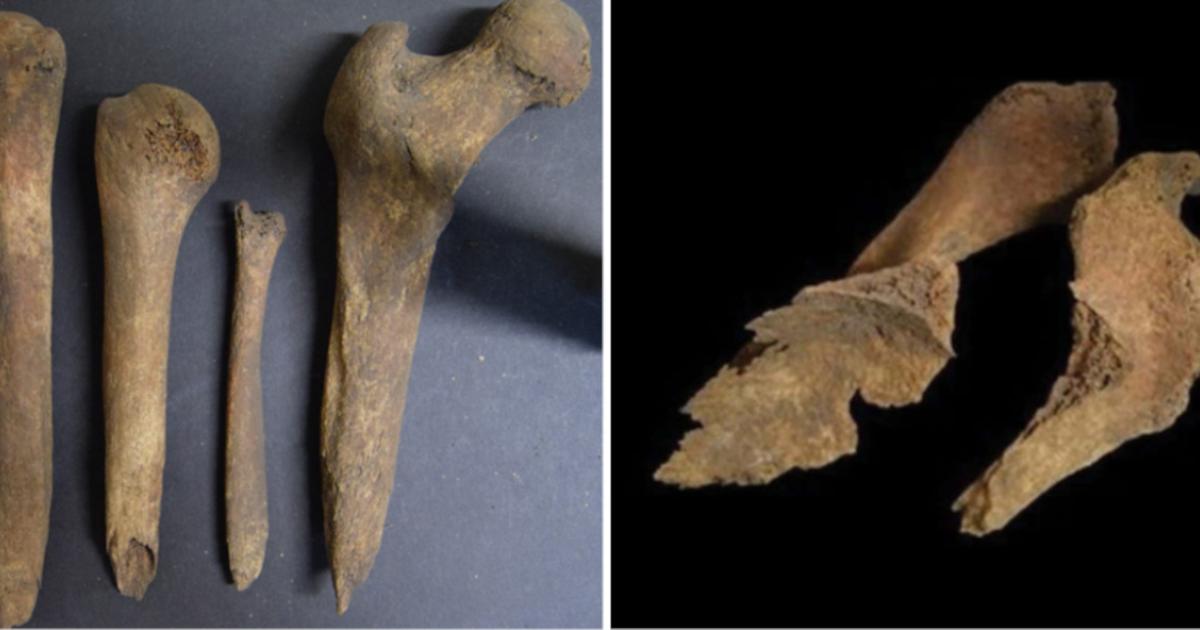 Iron Age long bones from Loch Borralie, Scotland, including femus whittled to sharp points as part of a postmortem burial ritual. 