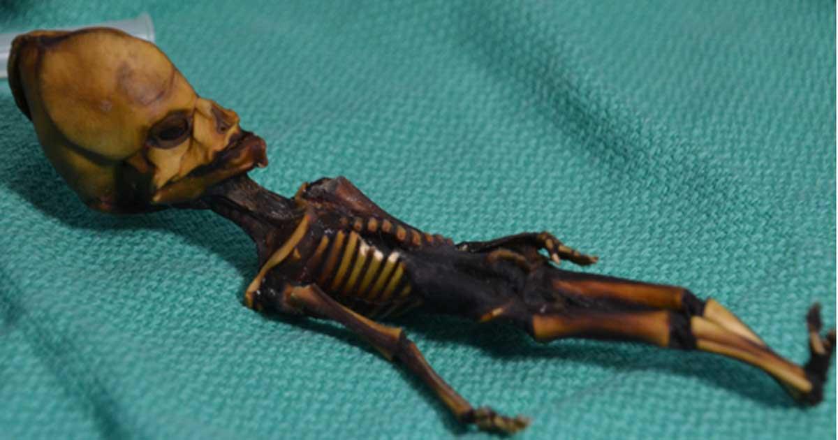 Mummified specimen from the Atacama region of Chile. Scientists say the remains are of a baby girl with numerous mutations – not a tiny alien. 
