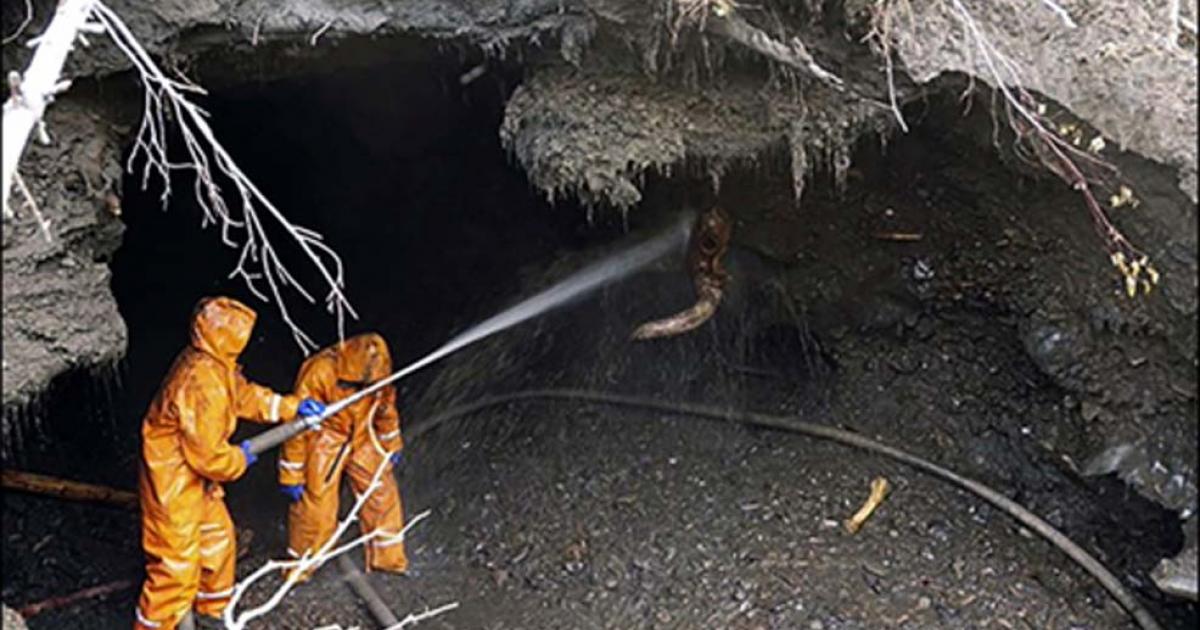 Bone hunters inside a man-made permafrost cave of the Yunyugen mammoth graveyard site. Source: Sergey Leshchinsky / Siberian Times