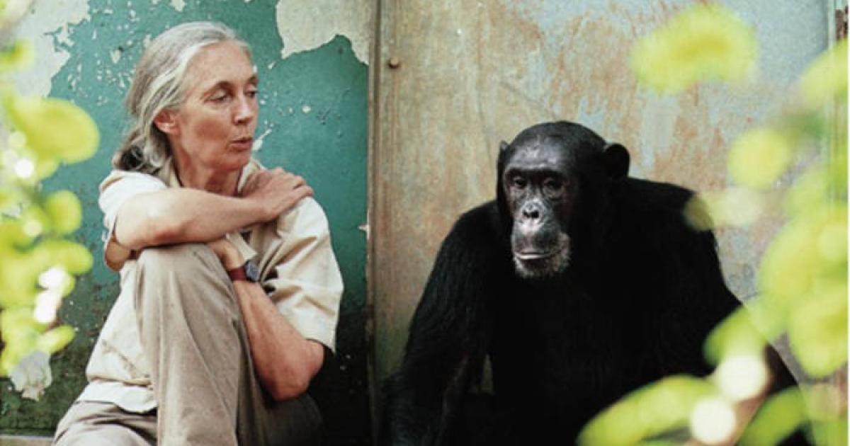 Dr. Jane Goodall, pioneering primatologist , with a chimpanzee.