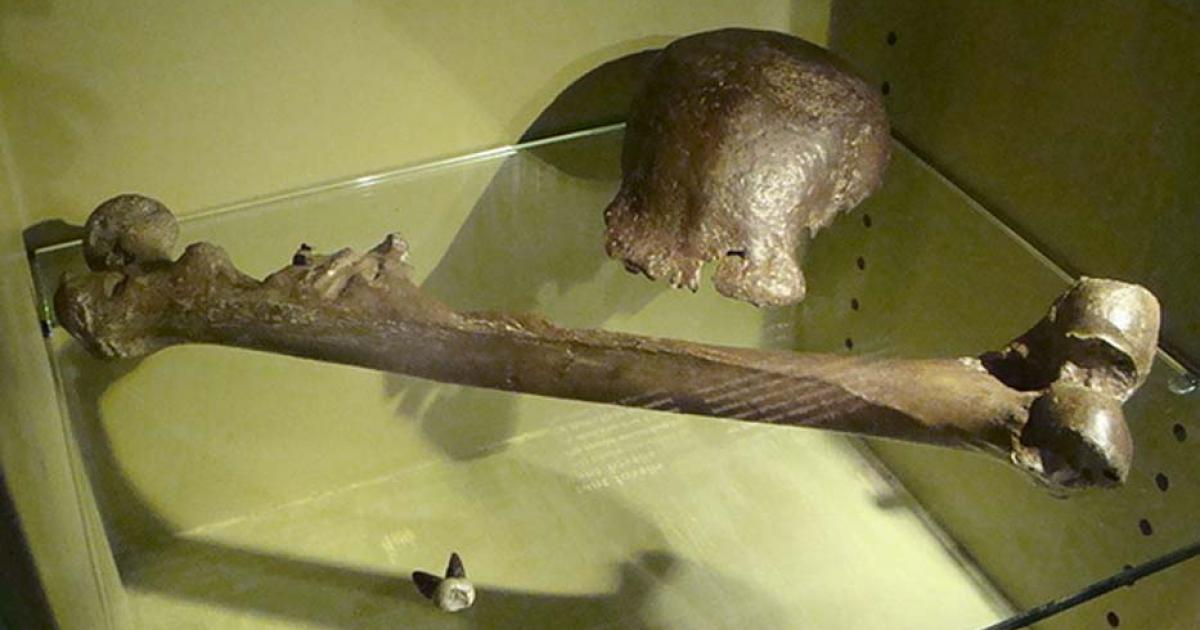 The original fossils of Java Man, National Museum of Natural History, Leiden, the Netherlands. 