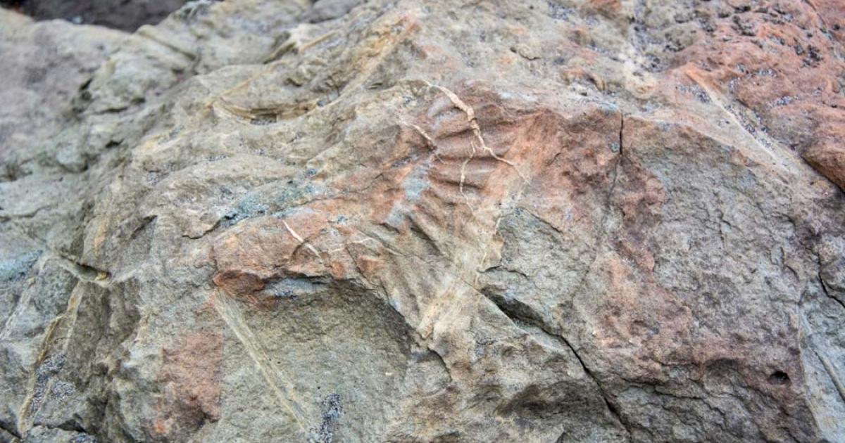 Joggins Fossil Cliff (apogee_krd / Fotolia)