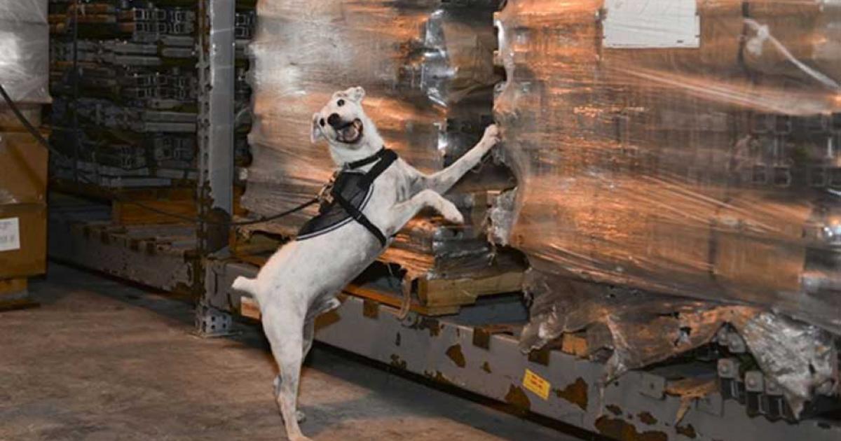 Striker, a U.S. Department of Agriculture brown tree snake detector dog, scratches at a cargo load notifying his handler that he has found a snake during a daily training session. Research has begun to see if dogs can detect smuggled antiquities too.