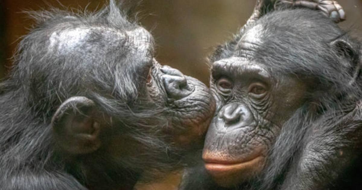 A monkey kisses another.