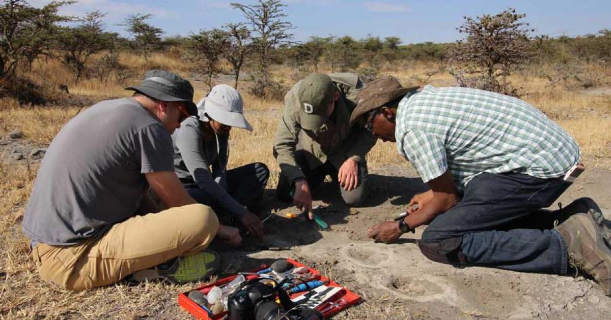 Blaine Maley, from the Idaho College of Osteopathic Medicine, works alongside Prabhat, Fannin, and Montgomery Fellow Charles Musiba at site A in Laetoli where the archaic footprints were found. 	Source: Shirley Rubin / Trustees of Dartmouth College