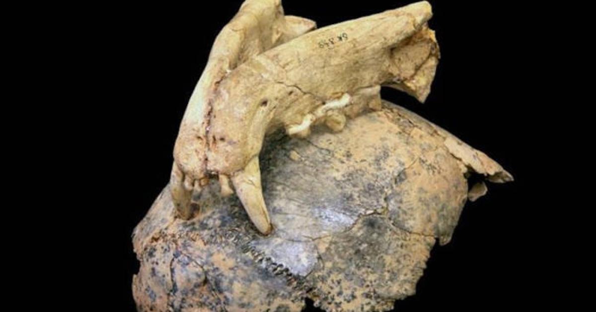 Early human fossil skull and leopard upper jaw, showing leopard bite marks embedded in bone.