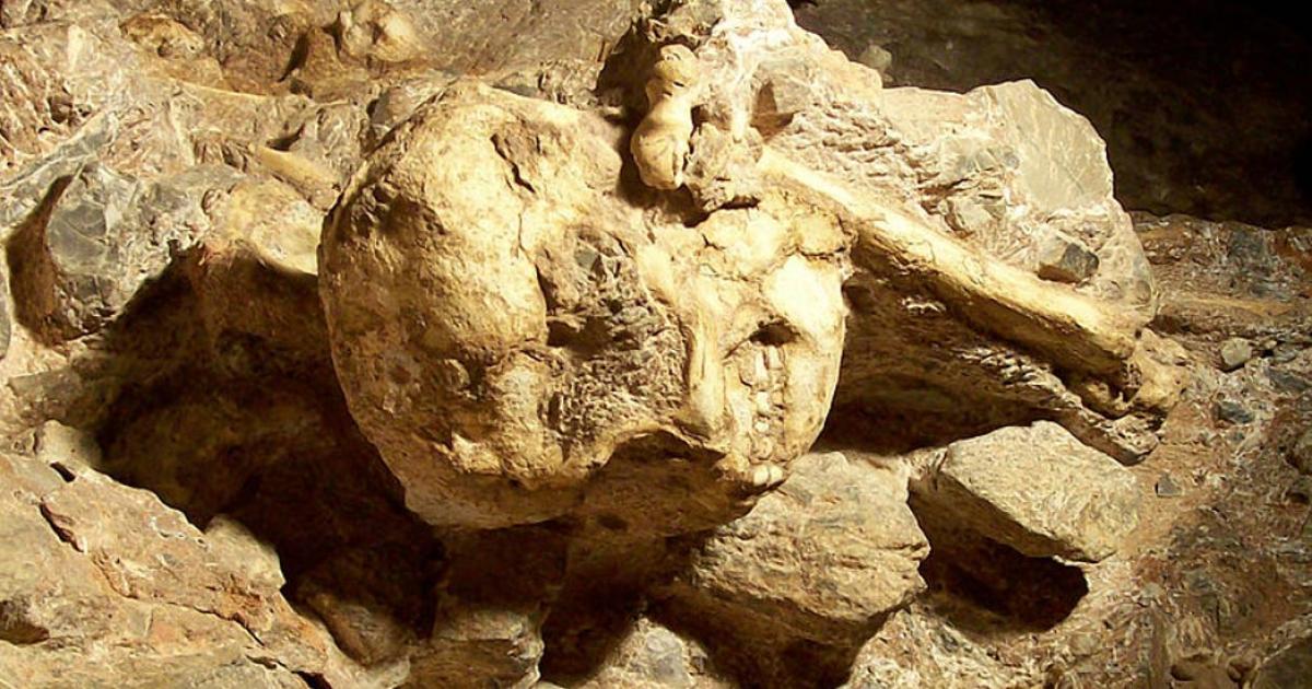Little Foot skull still in place in the Sterkfontein cave. 