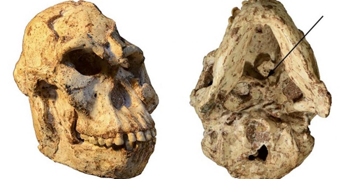 Little Foot’s skull, with the arrow on the right-hand image indicating the specimen’s atlas.      Source: R.J. Clarke/Author supplied