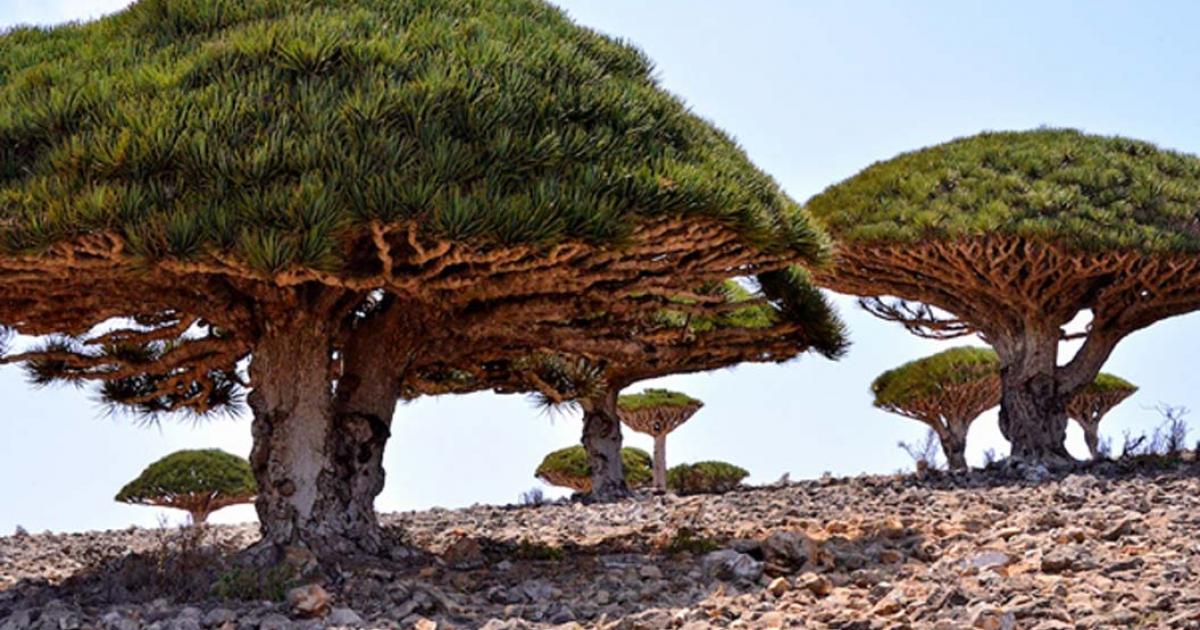 Dragon's Blood Trees, Socotra Island, Yemen
