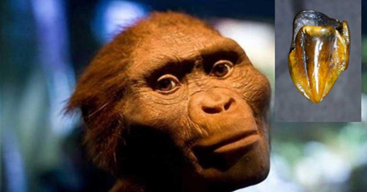 A reconstruction of ‘Lucy’ (public domain). Inset: One of the fossilized teeth discovered at Eppelsheim. Credit: The Museum of Natural History in Mainz