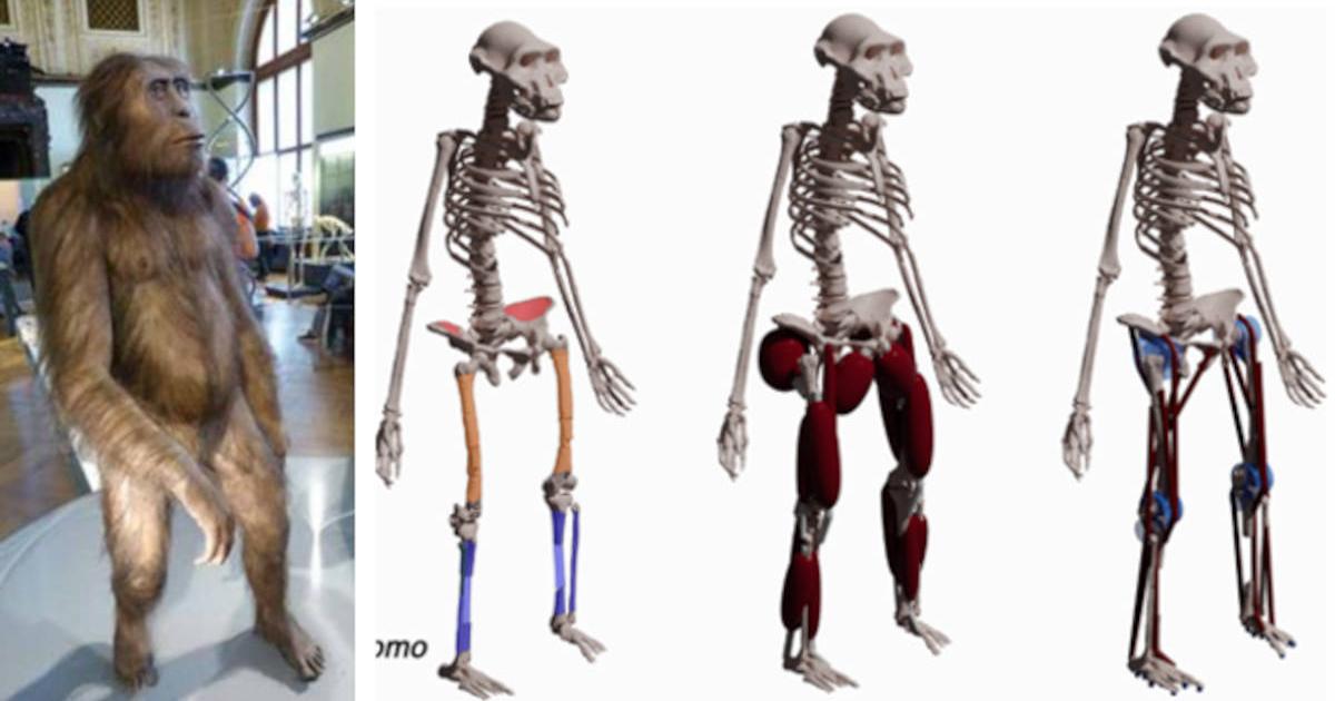 Lucy, Our Famed Ancestor, Was a Poor, Inefficient Runner | Ancient Origins